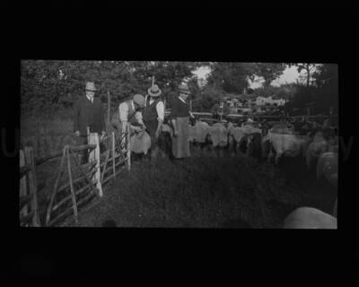 Men examining sheep in corral.