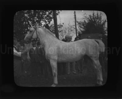 Men judging a grey horse, likely for breeding purposes.