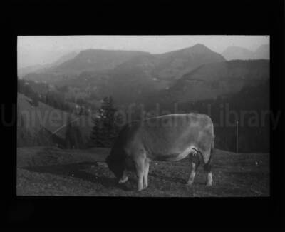 A young cow grazes in a pasture in an unknown location.