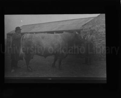 Two men stand showing a bull.