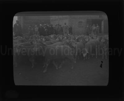 People looking at a flock of sheep outside a building in an unknown location.