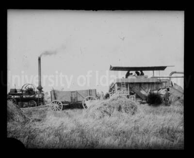 Harvesting a crop using gas-powered machines.