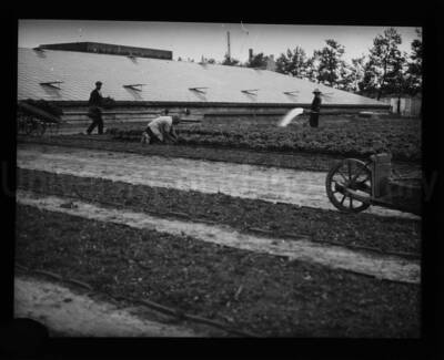 Men tend a crop in beds; one man is watering plants in the background (right side of image) while another kneels to look at undergrowth.