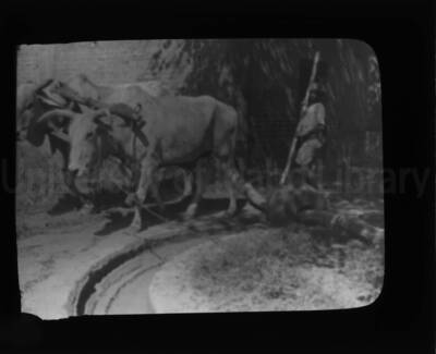 A man with two bulls pulling a mill stone.