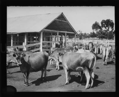 Dairy heifers, likely pregnant, standing in a corral.
