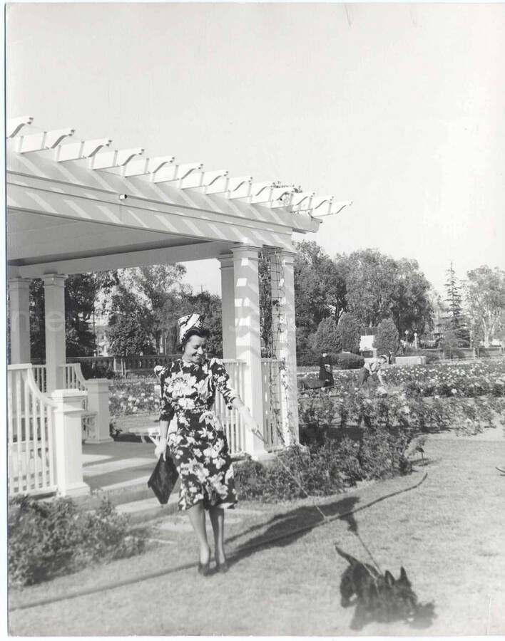 10 x 8 inch photograph. Gladys Hampton walking a black scottie dog