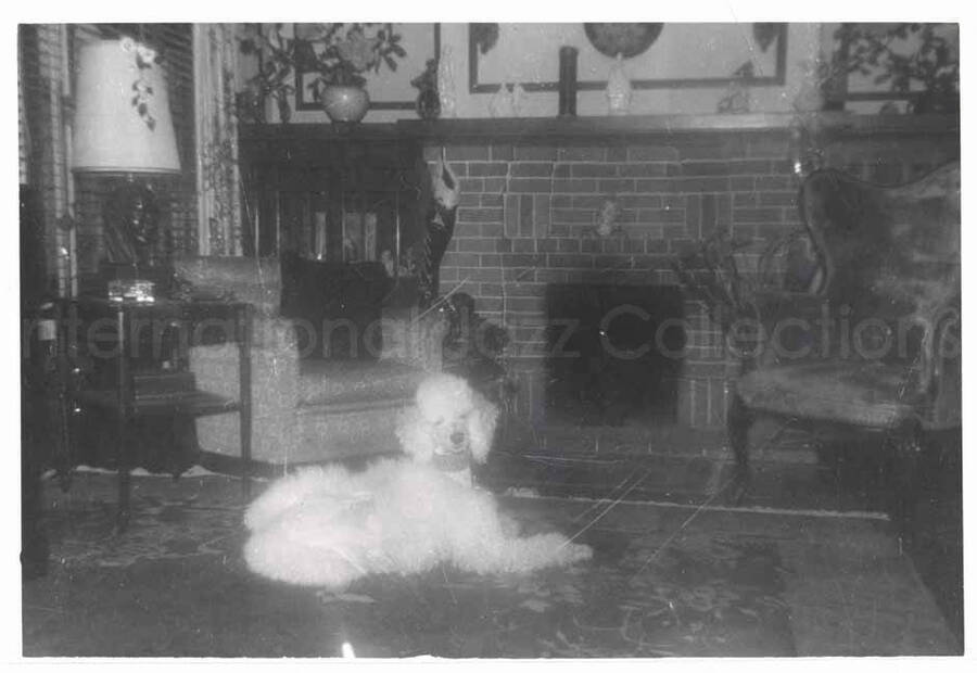 3 1/2 x 5 inch photograph. Gladys Hampton's dog inside Hampton home