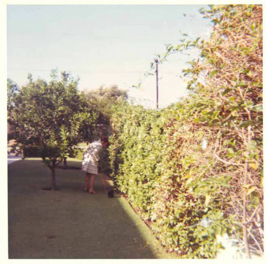 Gladys Hampton walking her dog in the yard of the Hampton home. 3 1/2 x 3 1/2 inch photograph.