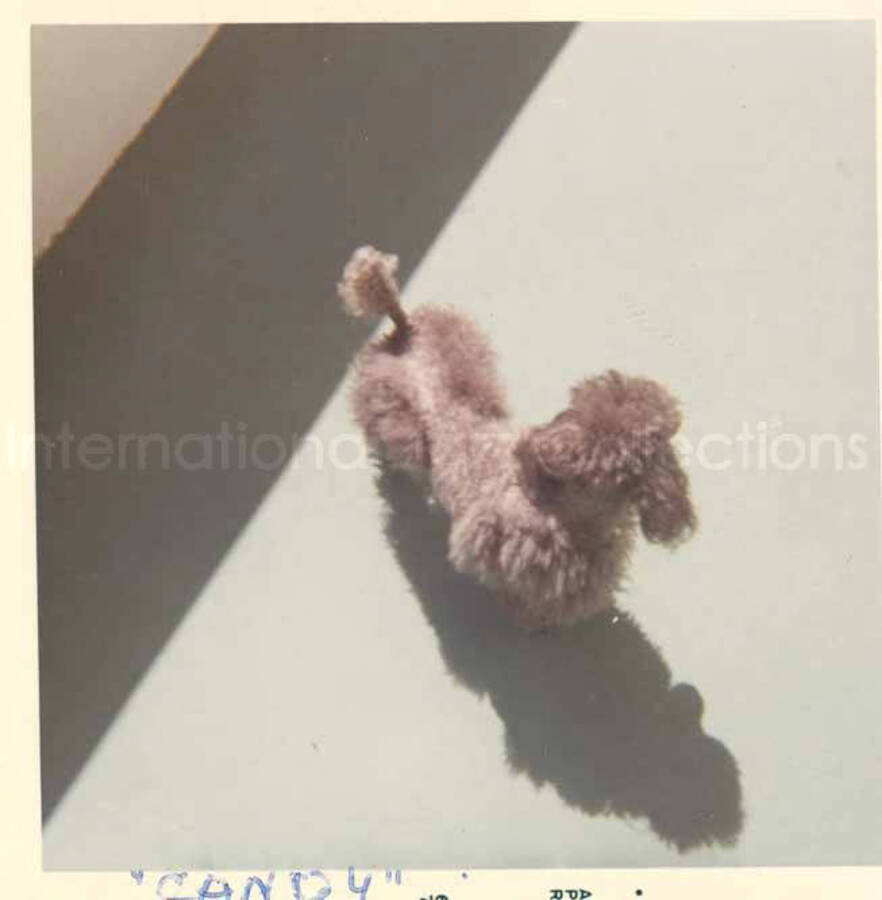 Gladys Hampton's dog named Candy. 3 1/2 x 3 1/2 inch photograph.
