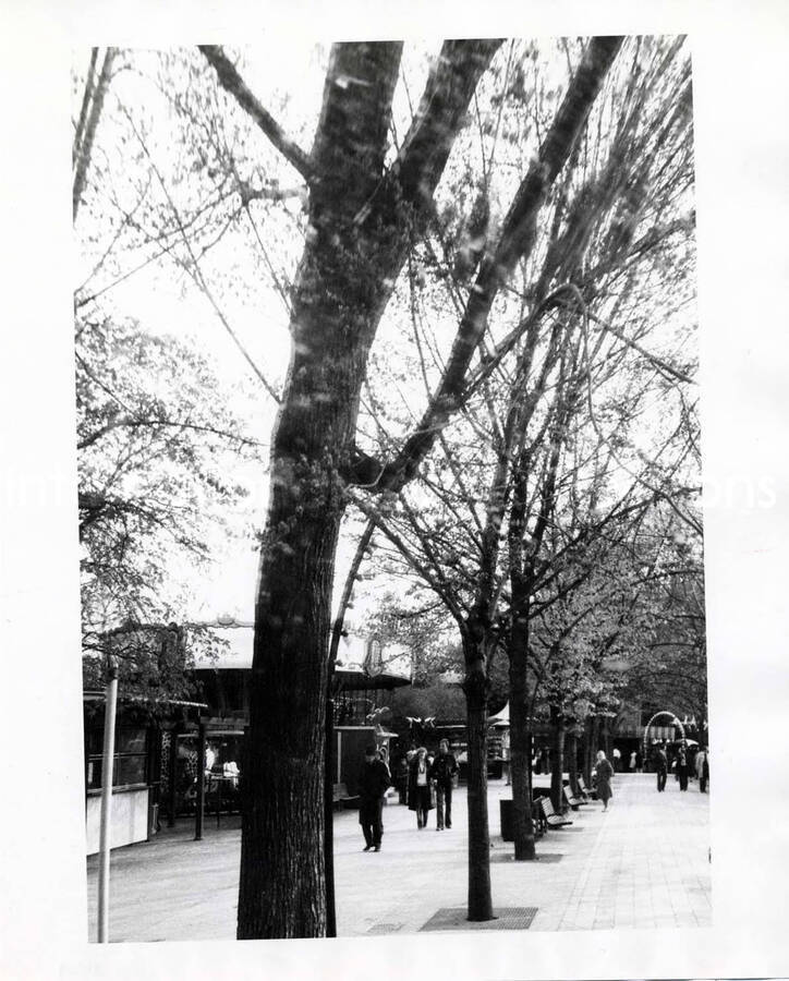 10 x 8 inch photograph. View of a public walk and carrousel