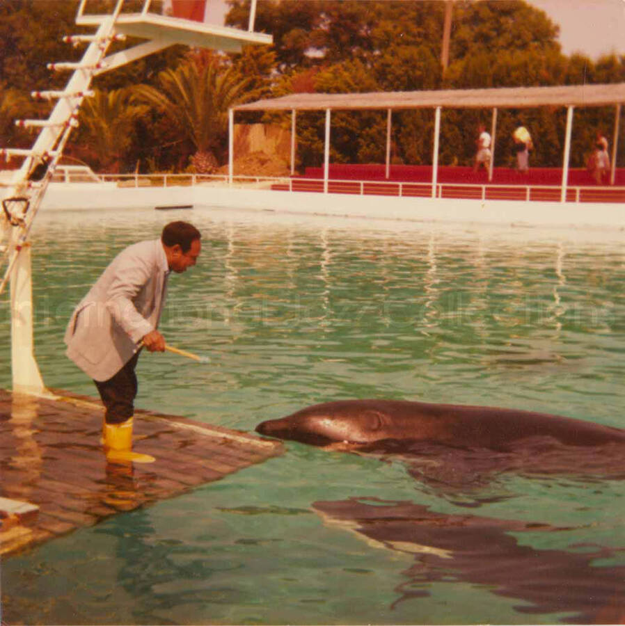 3 1/2 x 3 1/2 inch photograph. Lionel Hampton feeding orca whales at a marine mammal park