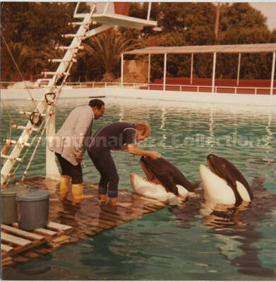 3 1/2 x 3 1/2 inch photograph. Lionel Hampton observes orca whales at a marine mammal park