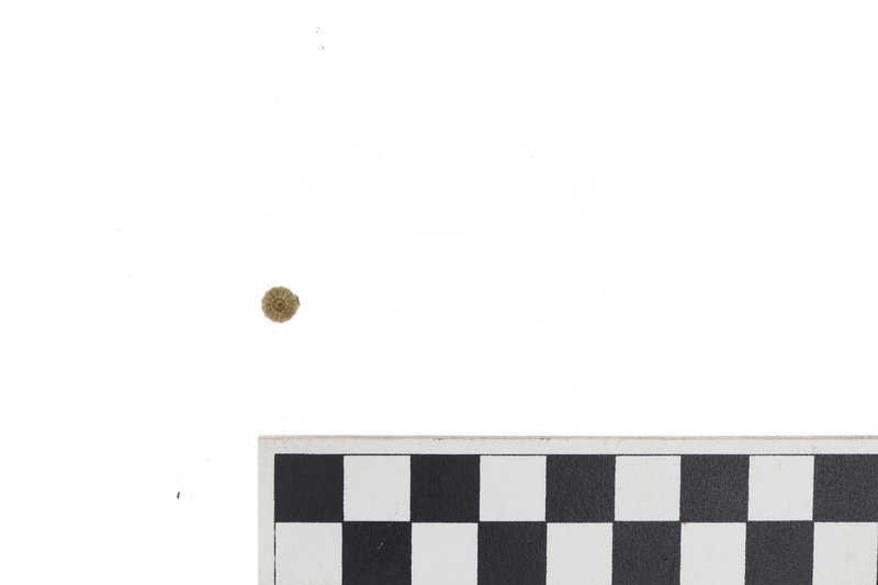 BEAD