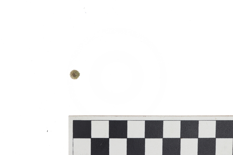 BEAD