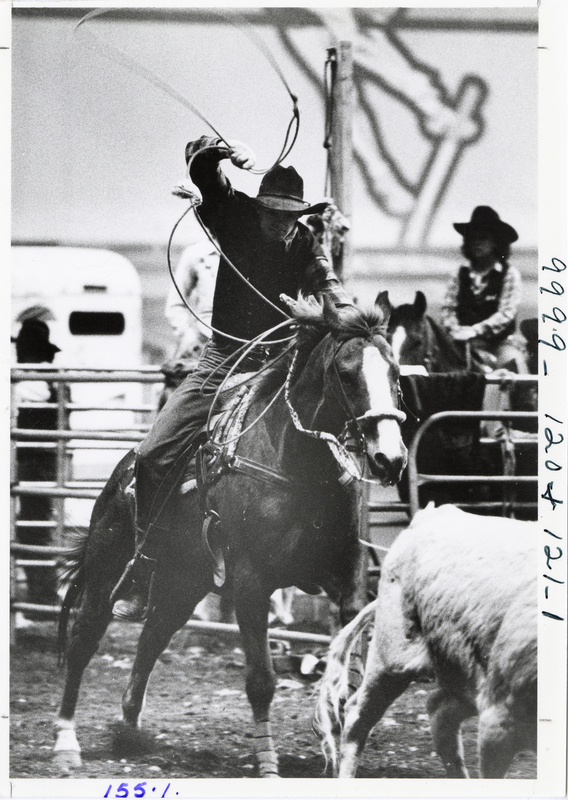 Black and white photograph of a person riding a horse and preparing to throw a lasso around a calf in the foreground.
