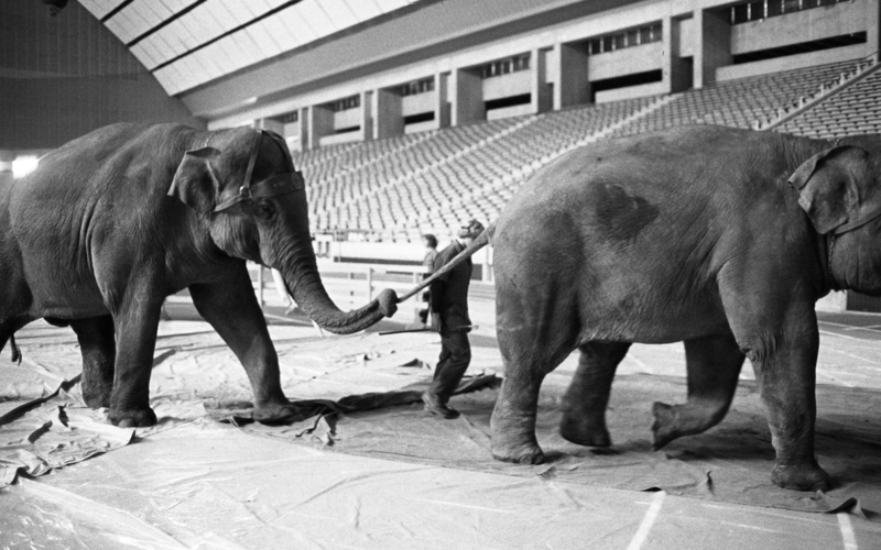 Black and white photograph of two elephants walking through an empty stadium, one holding the other's tail with its trunk.