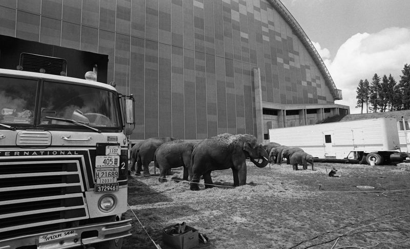 Black and white photograph of several elephants eating hay outside near a building with an arched roof. On the left is a truck with several license plates.