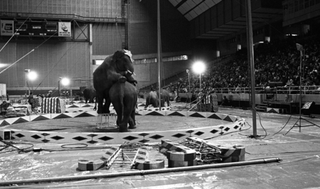 Black and white photograph of two elephants performing inside of a circus ring. In the background are people sitting in stands.