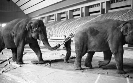 Black and white photograph of two elephants walking through an empty stadium, one holding the other's tail with its trunk.