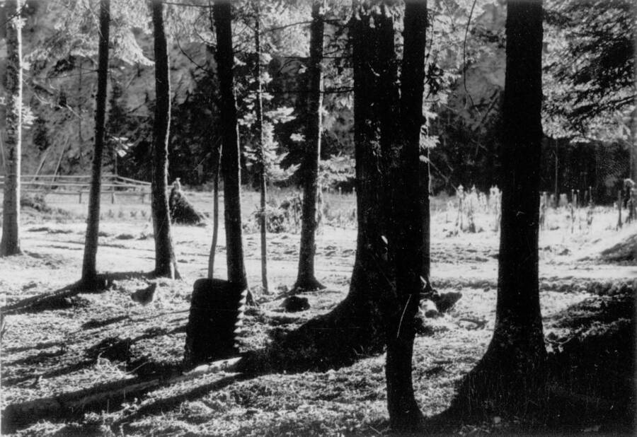 Image of pine trees with corral in background at Kooskia Internment Camp. Photo taken from 12-3/4 x 15-1/4 Photograph album of the Kooskia Japanese Internment Camp.
