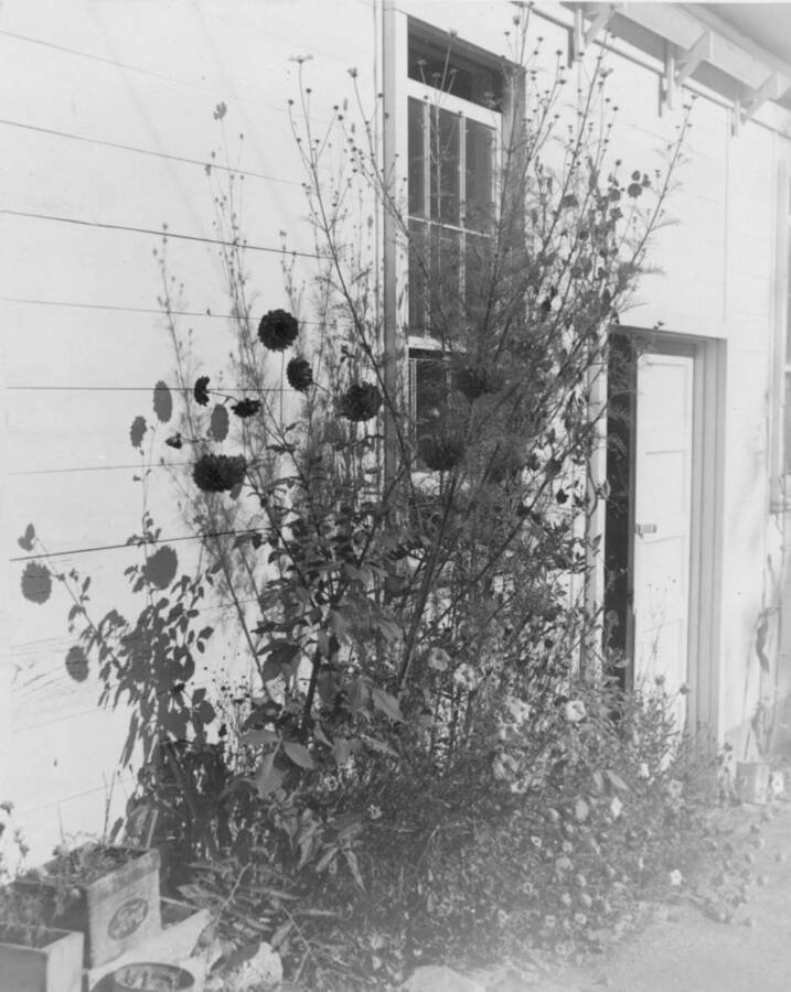 Image of flowers in front of building at Kooskia Internment Camp. Photo taken from 12-3/4 x 15-1/4 Photograph album of the Kooskia Japanese Internment Camp.
