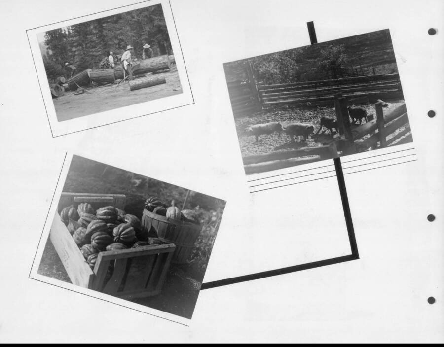 Photographs of vegetables, pigs and wood. Photo taken from 12-3/4 x 15-1/4 Photograph album of the Kooskia Japanese Internment Camp.