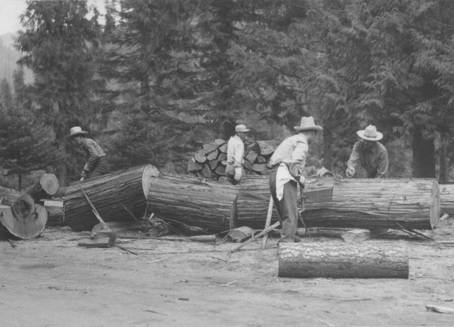 Image of men sawing tree at Kooskia Internment Camp. Photo taken from 12-3/4 x 15-1/4 Photograph album of the Kooskia Japanese Internment Camp.