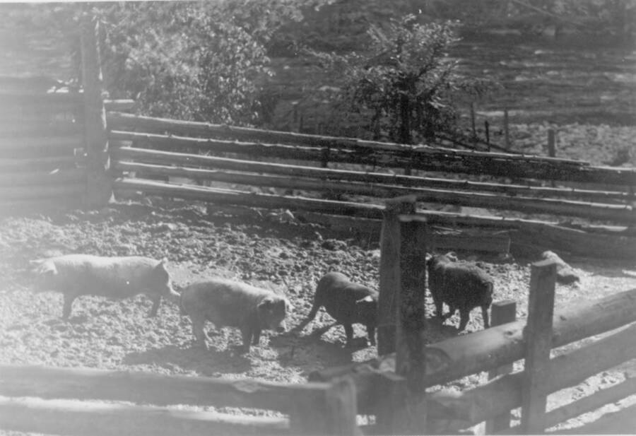 Image of four pigs in a corral at Kooskia Internment Camp. Photo taken from 12-3/4 x 15-1/4 Photograph album of the Kooskia Japanese Internment Camp.