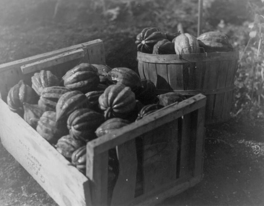 Image of picked vegetables, mostly gourds, at Kooskia Internment Camp. Photo taken from 12-3/4 x 15-1/4 Photograph album of the Kooskia Japanese Internment Camp.