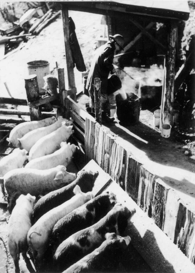 Image of man with buckets preparing food for twelve pigs at Kooskia Internment Camp. Photo taken from 12-3/4 x 15-1/4 Photograph album of the Kooskia Japanese Internment Camp.