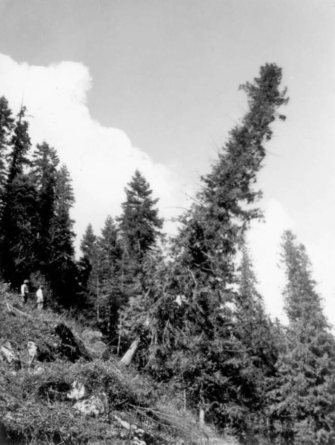 Image of pine trees growing on a hillside at Kooskia Internment Camp. Photo taken from 12-3/4 x 15-1/4 Photograph album of the Kooskia Japanese Internment Camp.