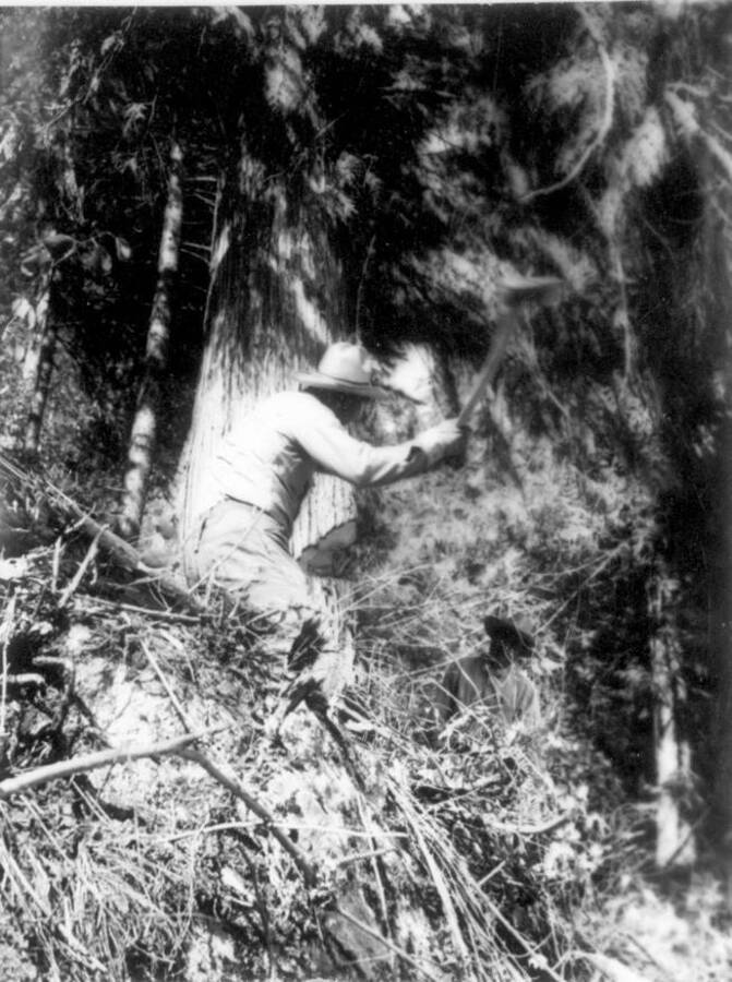Image of man cutting down tree with ax at Kooskia Internment Camp. Photo taken from 12-3/4 x 15-1/4 Photograph album of the Kooskia Japanese Internment Camp.
