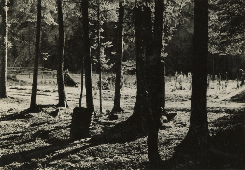A black and white photograph of pine trees in a forest with a corral in the background.