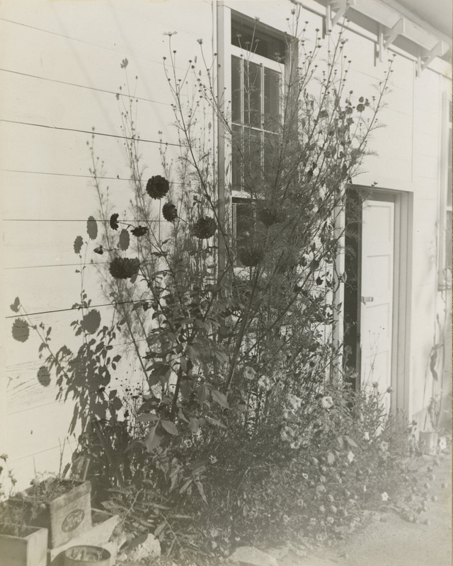 A black and white photograph of flowers in front of a building.
