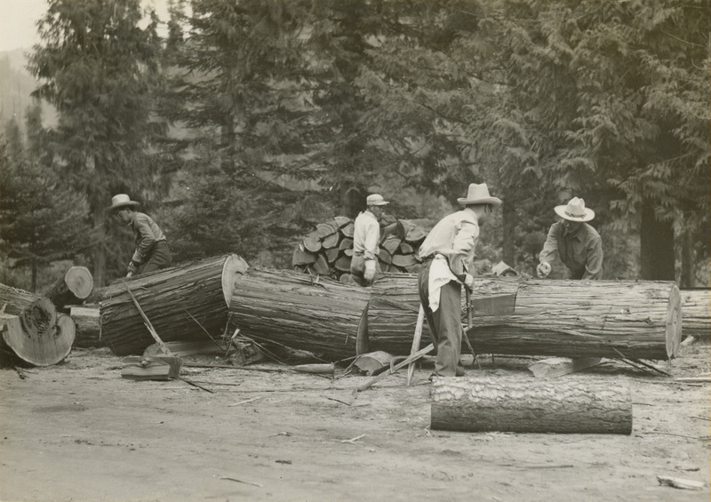 A black and white photo of five men chopping a large log.