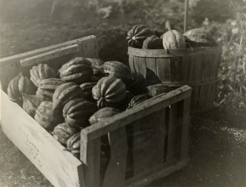 A black and white photograph of gourds in a wood crate and wood basket.