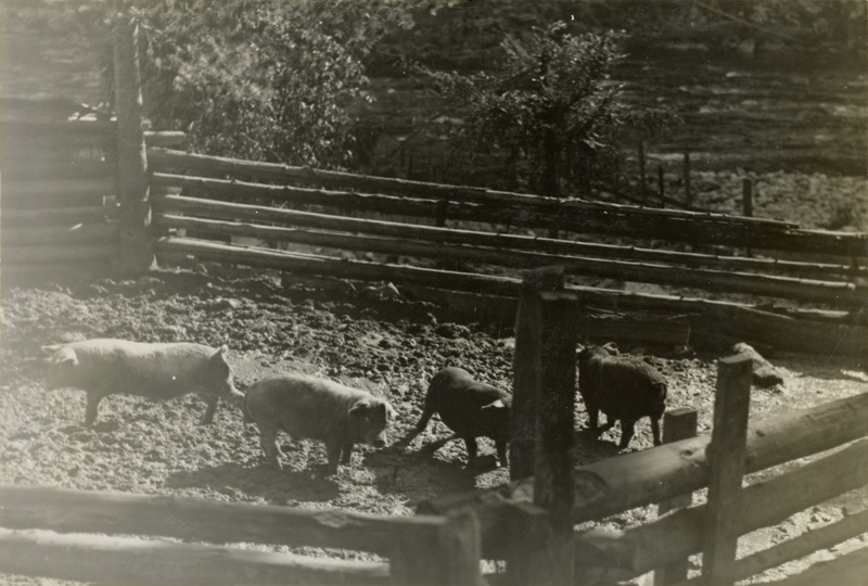 A black and white photograph of pigs in a corral.