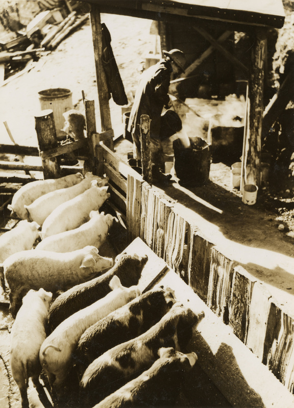 A black and white photograph of a man feeding pigs that are lined up at a trough.