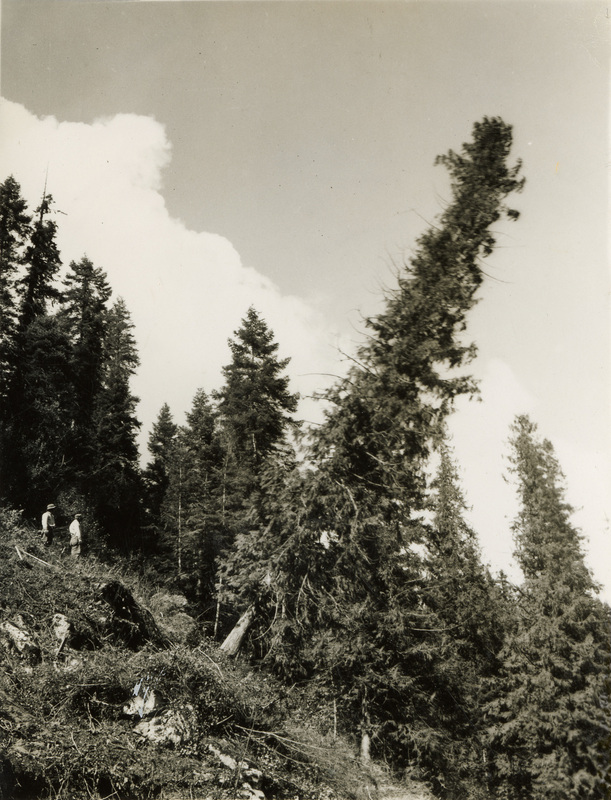 A black and white photograph of a pine tree growing in the wrong direction on the hillside.