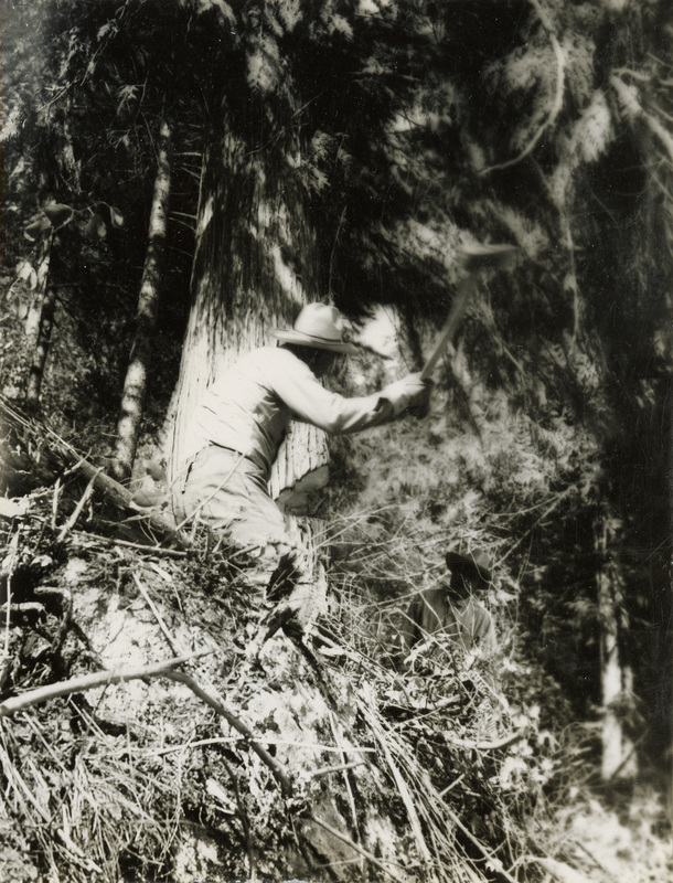 A black and white photograph of a man cutting down a tree while standing in a brush pile.