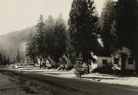 A black and white photograph of houses along a street. Many pine trees line the street and surround the houses.