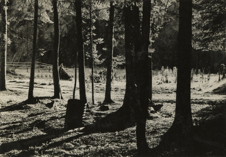 A black and white photograph of pine trees in a forest with a corral in the background.