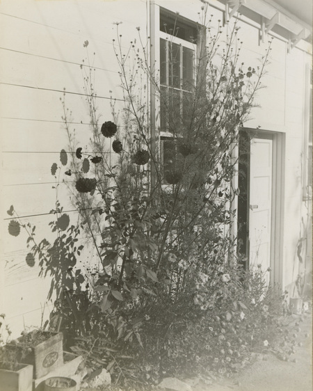 A black and white photograph of flowers in front of a building.