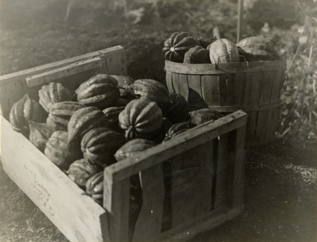 A black and white photograph of gourds in a wood crate and wood basket.