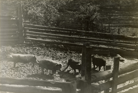 A black and white photograph of pigs in a corral.