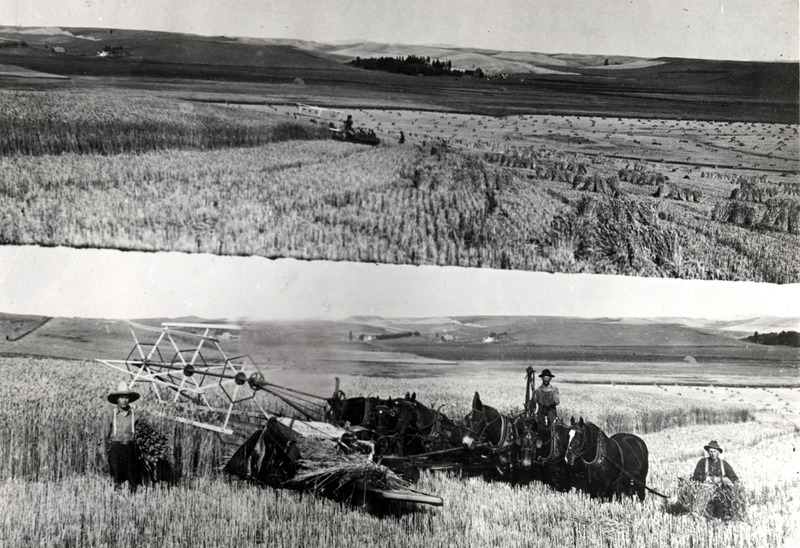 Historic image of the Nordby Farm near Genesee. Push binder cutting 50-bushel wheat.