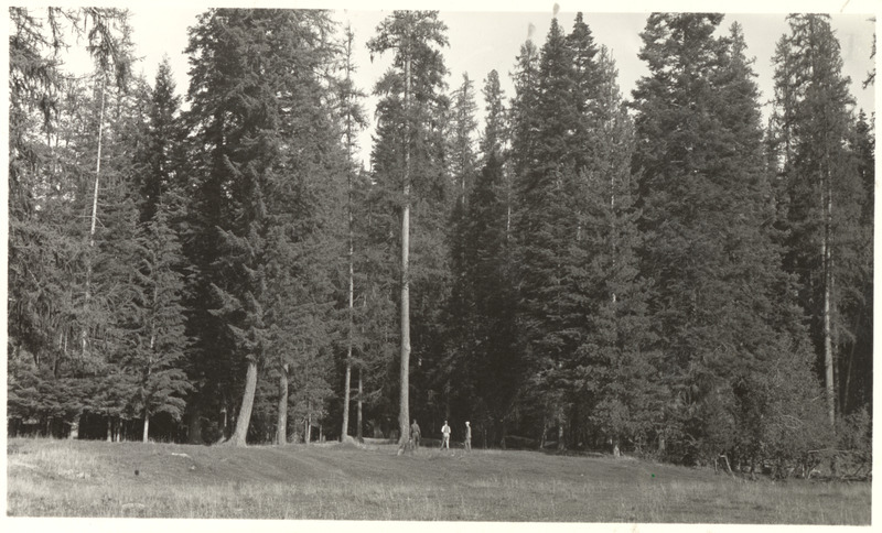 People standing along the timber edge in Laird Park.
