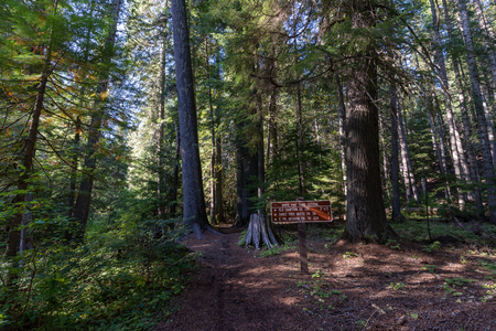 White Pine Scenic Byway and Giant White Pine Campground, Nez Perce-Clearwater NF [023]