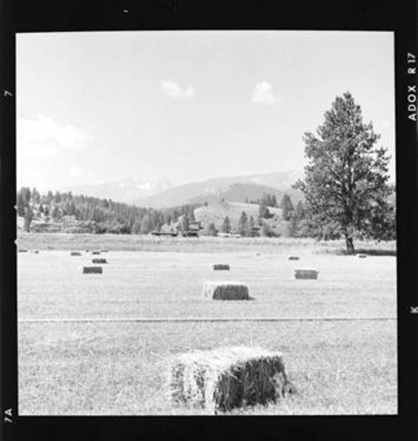Hay field with Trapper Peak in the background