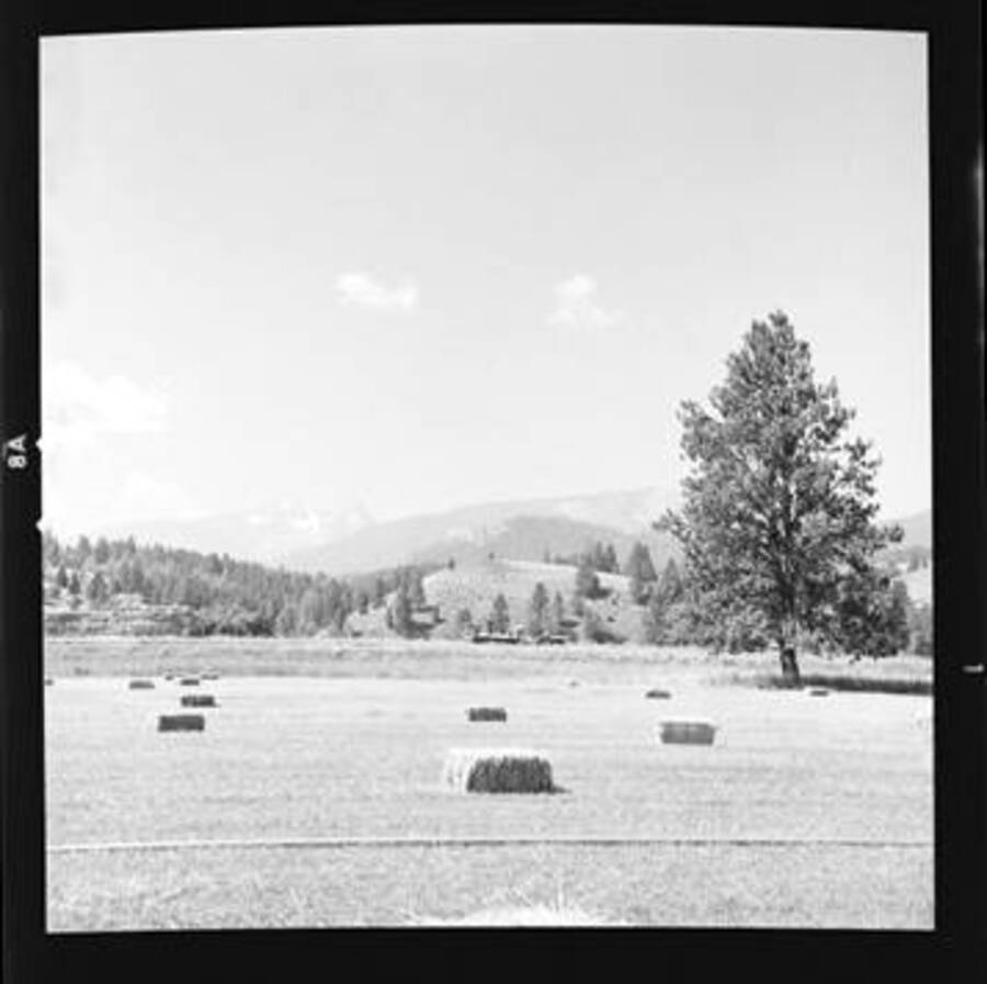 Hay field with Trapper Peak in the background.